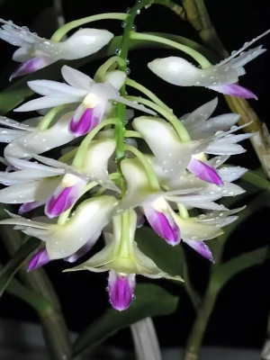 Bild von Dendrobium amethystoglossum 1
